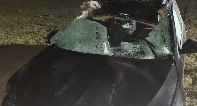 O włos od tragedii przez... łosia