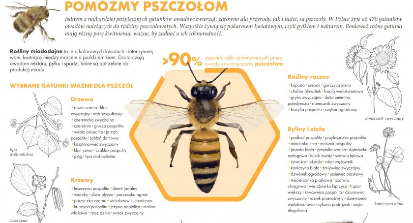 Pszczoły pracują na nas wszystkich