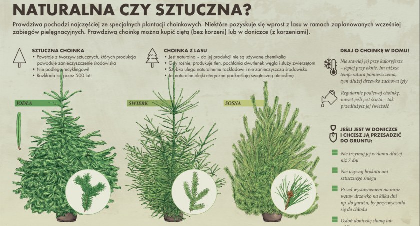 Dlaczego naturalna choinka?