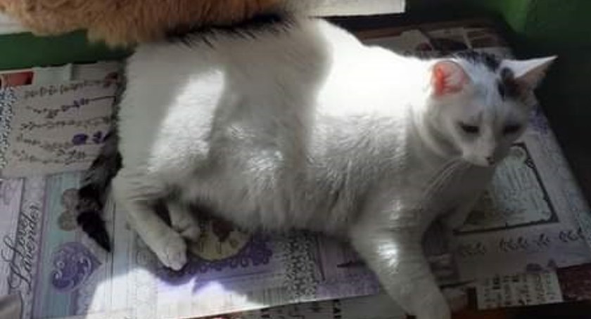 Koty Pani Ewy w potrzebie