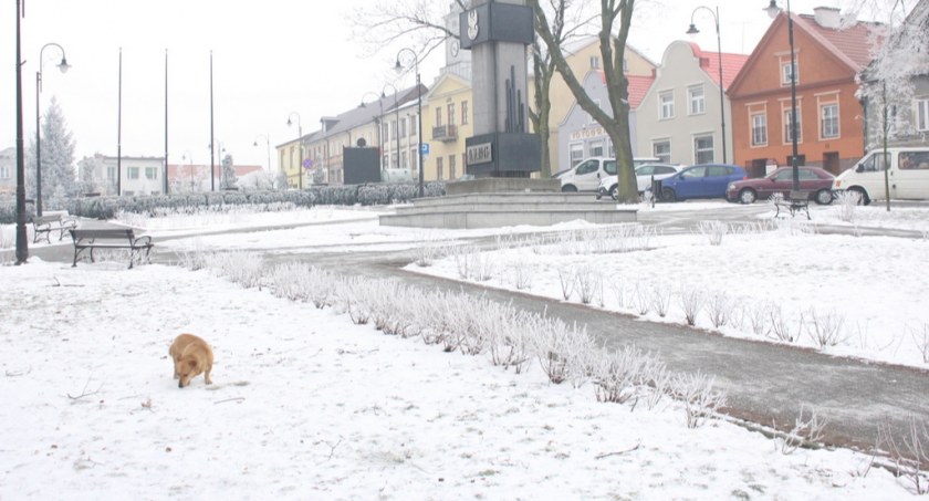 Stopniał śnieg, wyszły... psie kupy