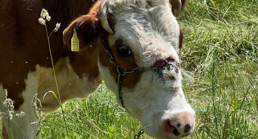 Rolnik zaniedbał krowy. „Łańcuchy wrosły w ciało”