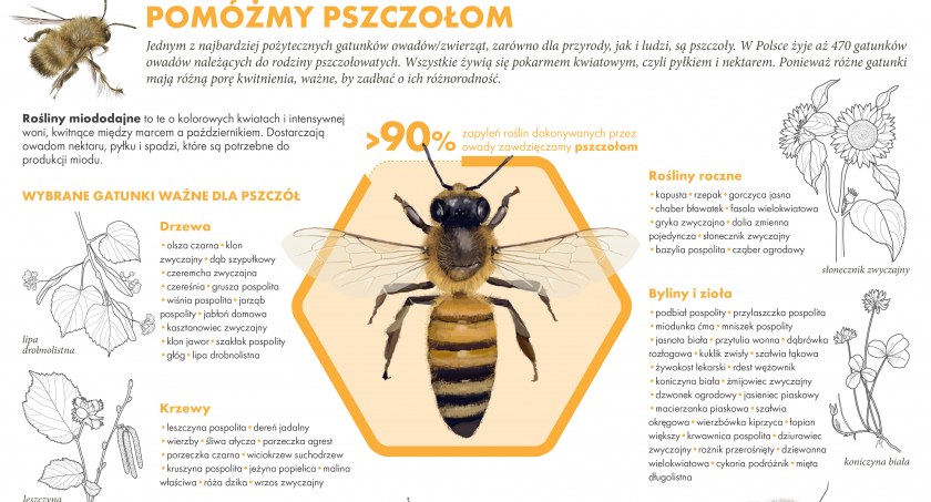 Światowy Dzień Pszczół