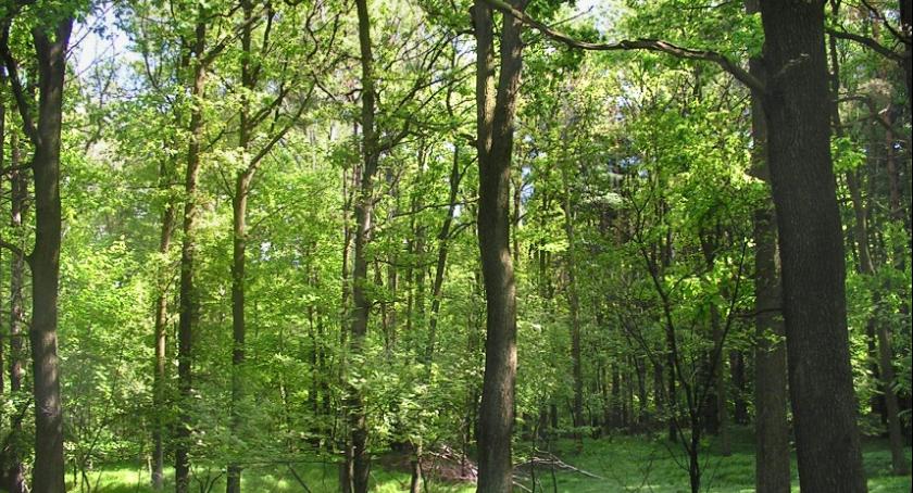 Inwentaryzacja lasów prywatnych