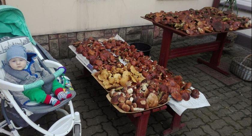 Grzybów w powiecie wąbrzeskim dostatek
