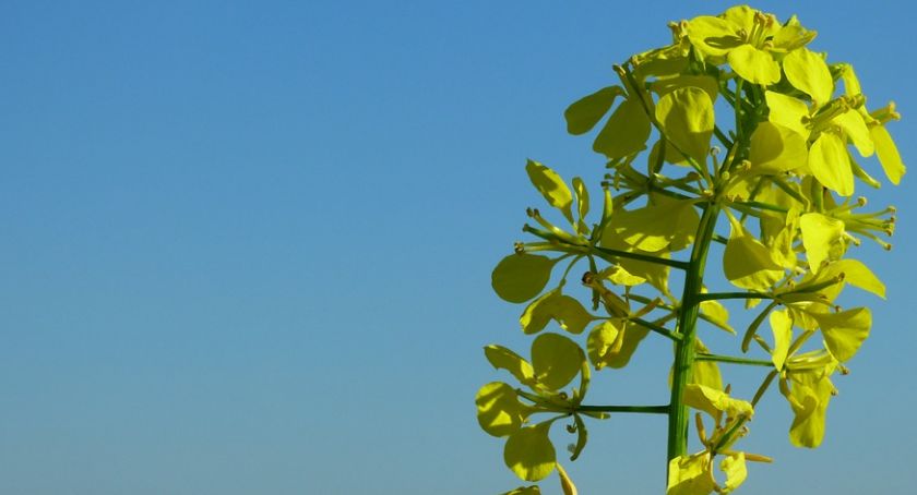 Zasiądą do planów