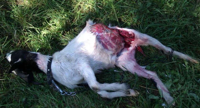 Groźny pies terroryzuje mieszkańców