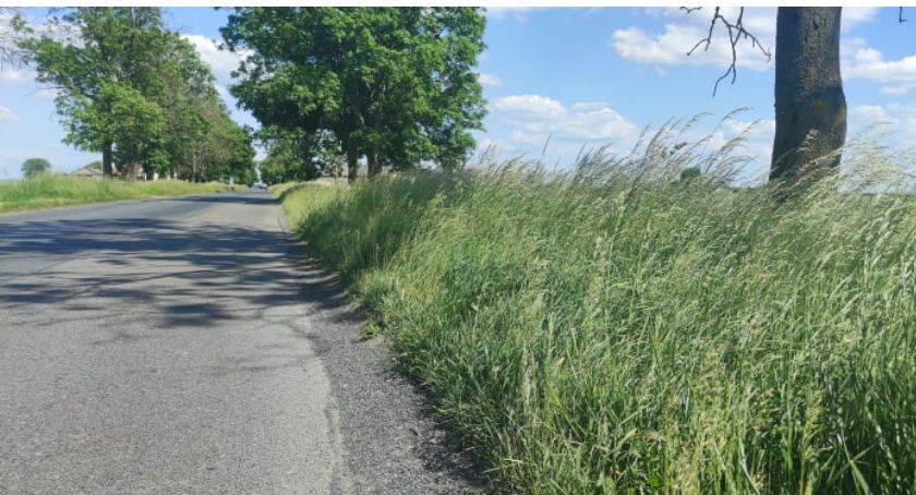 Trawa zmorą kierowców