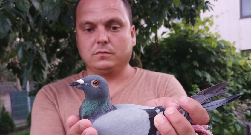 „Małe” gołębie, wielka pasja