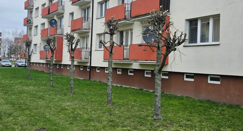 Co z drzewami na Mławskiej?