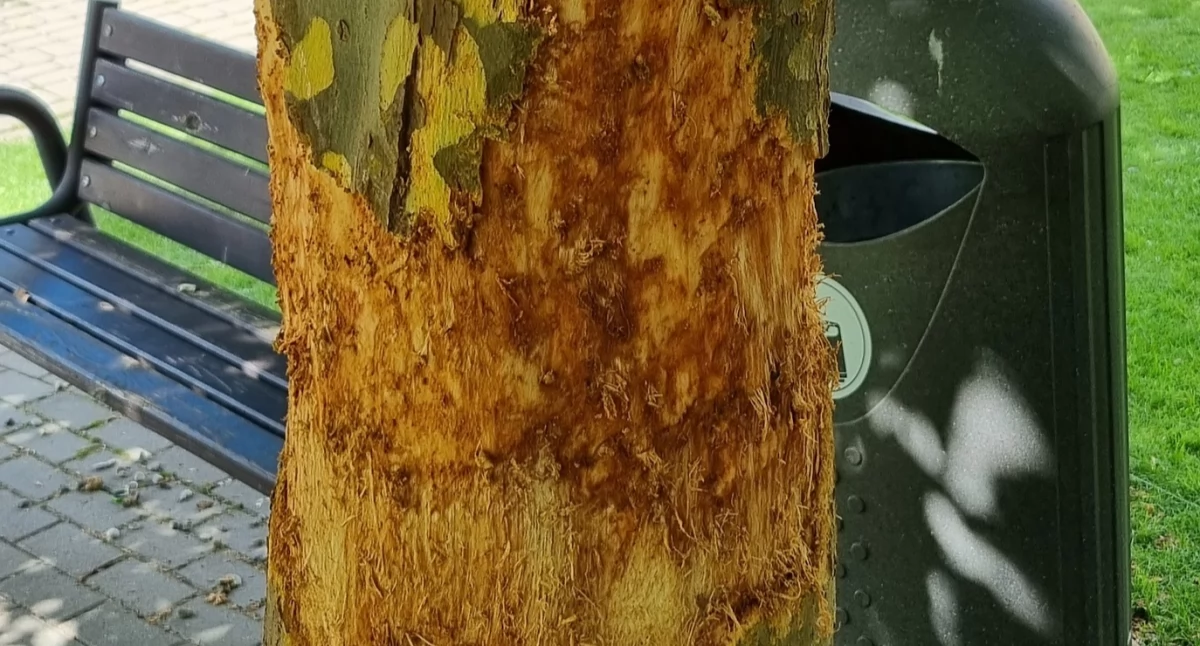 Kto okaleczył platan?