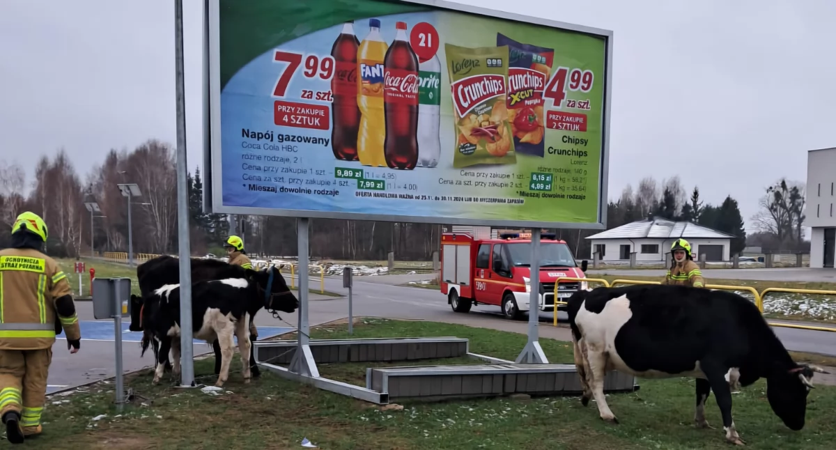 Krowy… na zakupach?