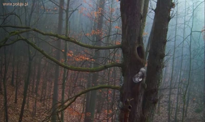 Morderstwo w gnieździe puszczyków z Dobrocina - film