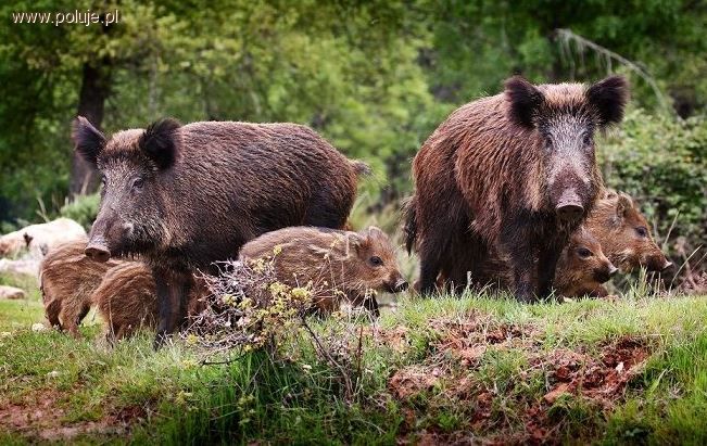 Półtorej godziny na drzewie w otoczeniu watahy dzików