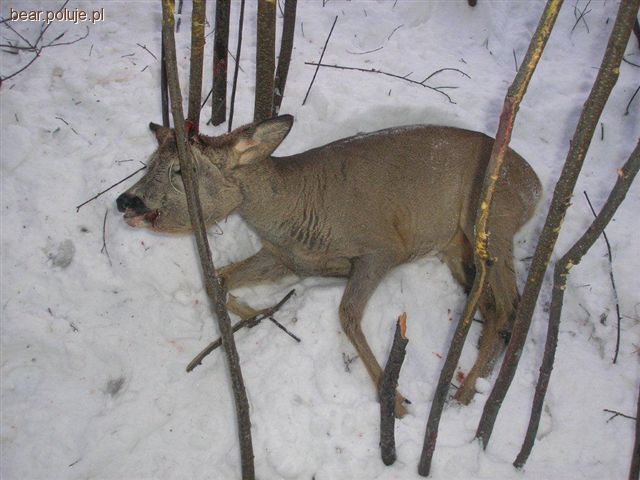 Namierzony kłusownik
