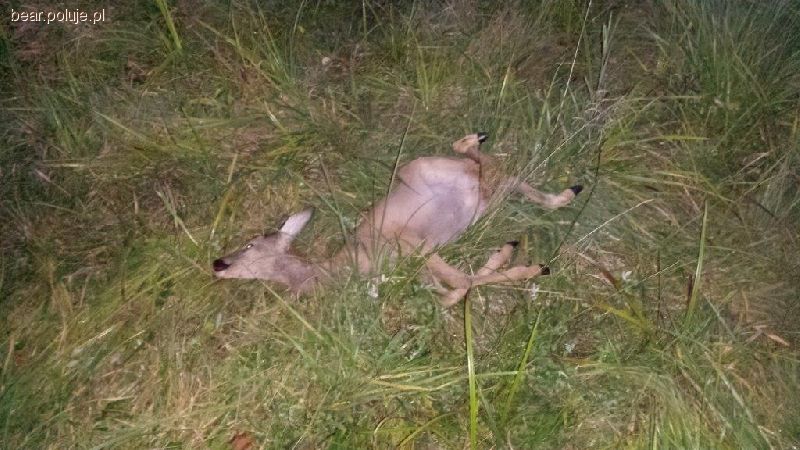 Kolejny kłusownik w sidłach strażników!
