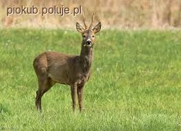 Nowy sezon łowiecki