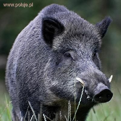 Odyniec - szafa
