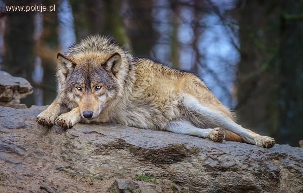 Wołosaty i wilcza akcja