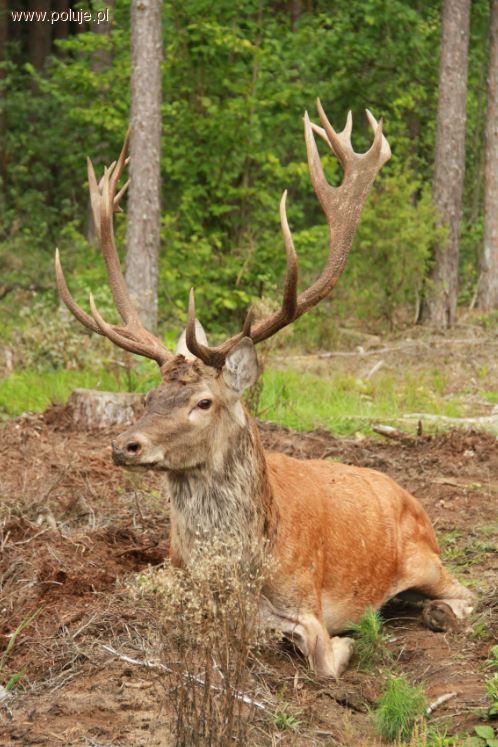 Przepiękny jeleń uratowany dzięki mieszkańcowi wsi