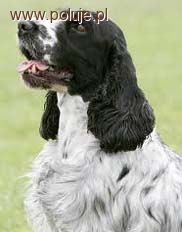Cocker spaniel