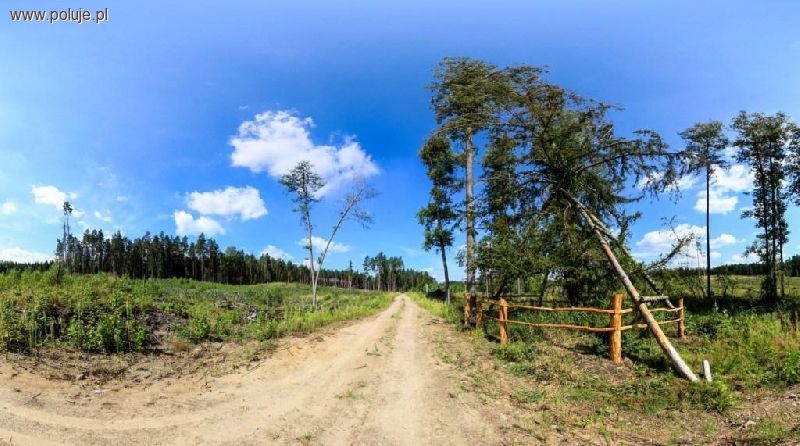 Zagłosuj na drzewo z Wipsowa