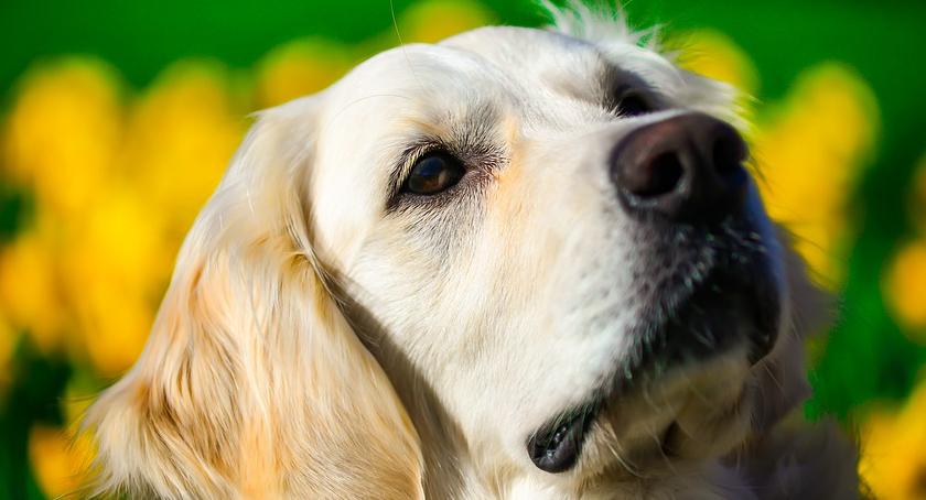 Golden Retriever- pies myśliwski