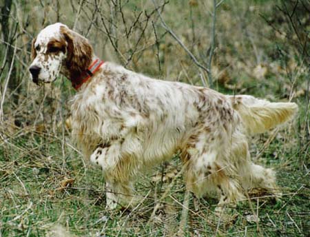 Seter angielski