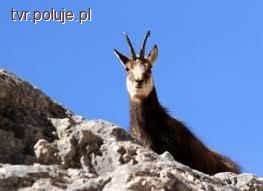 Polowanie po trapersku