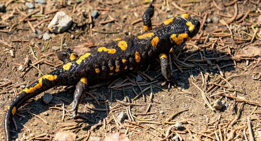 Leśnicy ostrzegają: Nie dotykajcie Salamander plamistych - ich dotykanie może być groźne