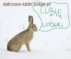Introdukcja zajęcy w obw. 157