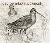 Propozycja zakazu polowań na ptactwo