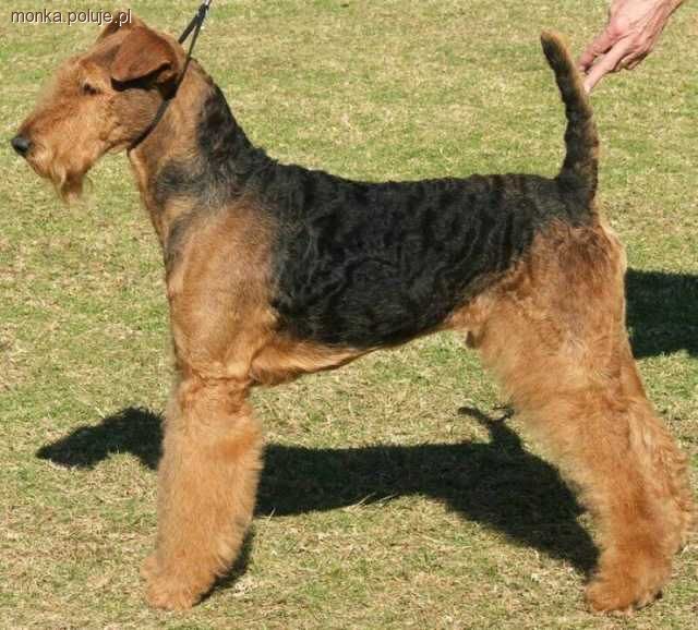 Airedale terrier  