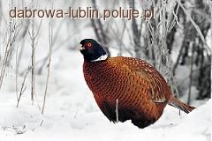 Polowanie w obwodzie197 w dniu 22.01.2012