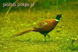 Więcej bażantów na polach
