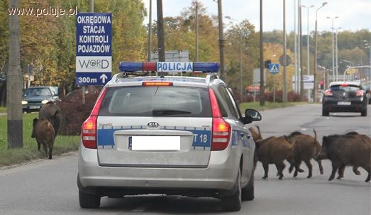 Postulaty PZPRZ: rząd powinien natychmiast wesprzeć myśliwych