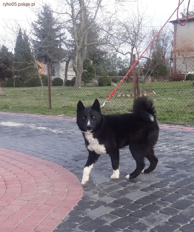 Karelczyki i ich przydatność w łowiectwie