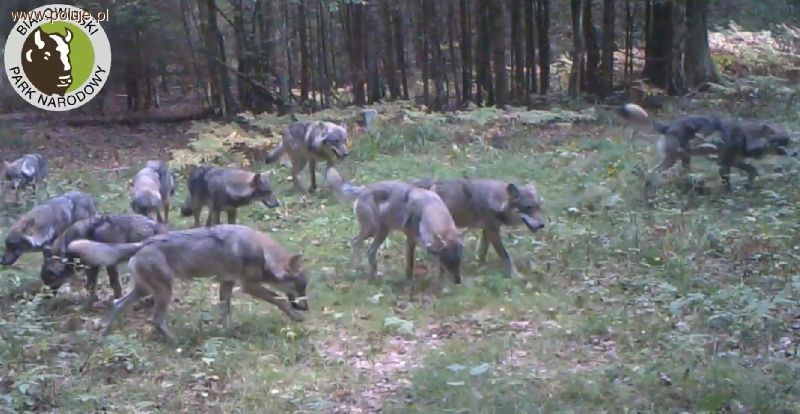 Fotopułapka rejestruje rekordową watahę wilków w Puszczy Białowieskiej