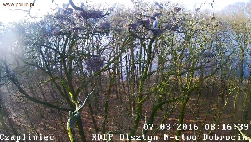 Czapliniec – ptasia kolonia do oglądania online