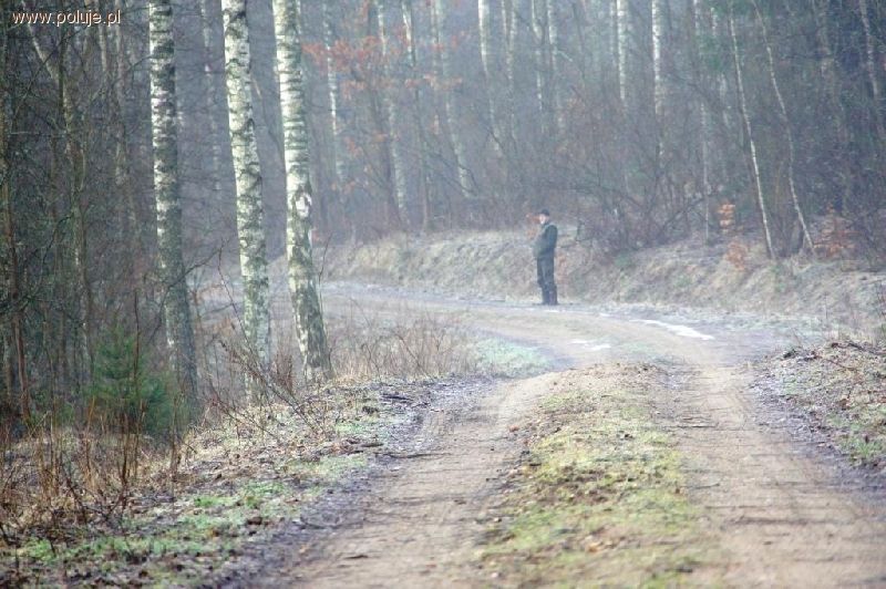 Dzik za dzikiem, sarna za sarną