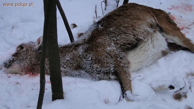 Ciężarna owca muflona i sarna zagryzione