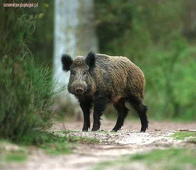 Zdarzyło się w kniei