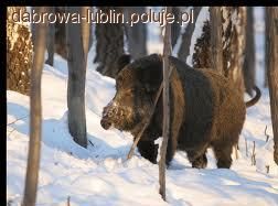 Zwiększenie planu odstrzału dzików w obwodzie 157