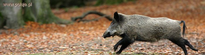 Pół dzika na kilometr kwadratowy – inwentaryzacja zakończona