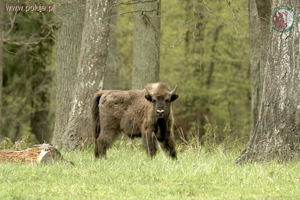 Zastrzelony żubr - Puszcza Białowieska