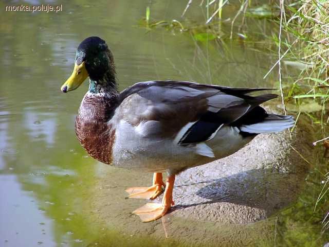 Język łowiecki - ptactwo