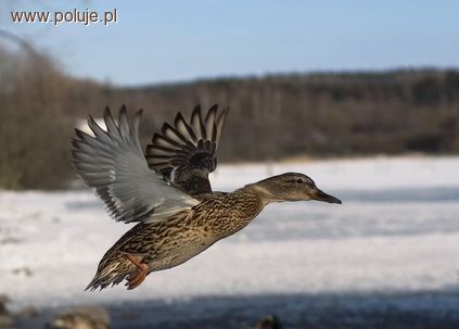 Sezon polowań na kaczki - Koniec sezonu polowań na kaczki 