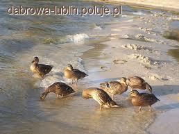 Sezon polowań na kaczki