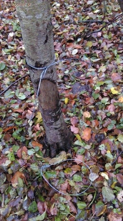Zakładał wnyki na dziki, jelenie i łosie i wpadł na gorącym uczynku