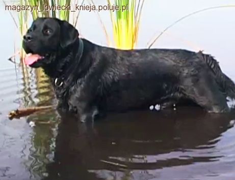 Knieja - Labrador retriever, zagrodowa hodowla zajęcy